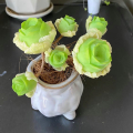 Clay succulent