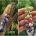 clay blueberry bracelet
