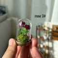 clay rose