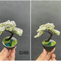 wire wrap bonsai tree art