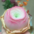Clay succulent