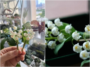 lily of the valley