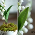 lily of the valley