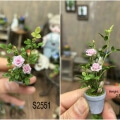 clay rose