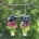 blueberry earring