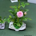 clay rose