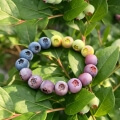 Blueberry Bracelet