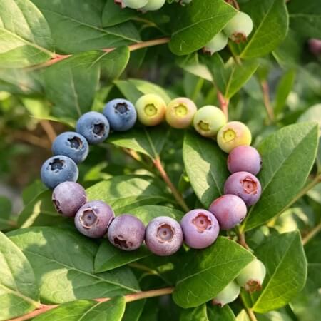 Blueberry Bracelet