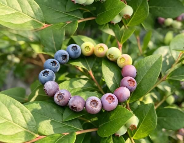 Blueberry Bracelet